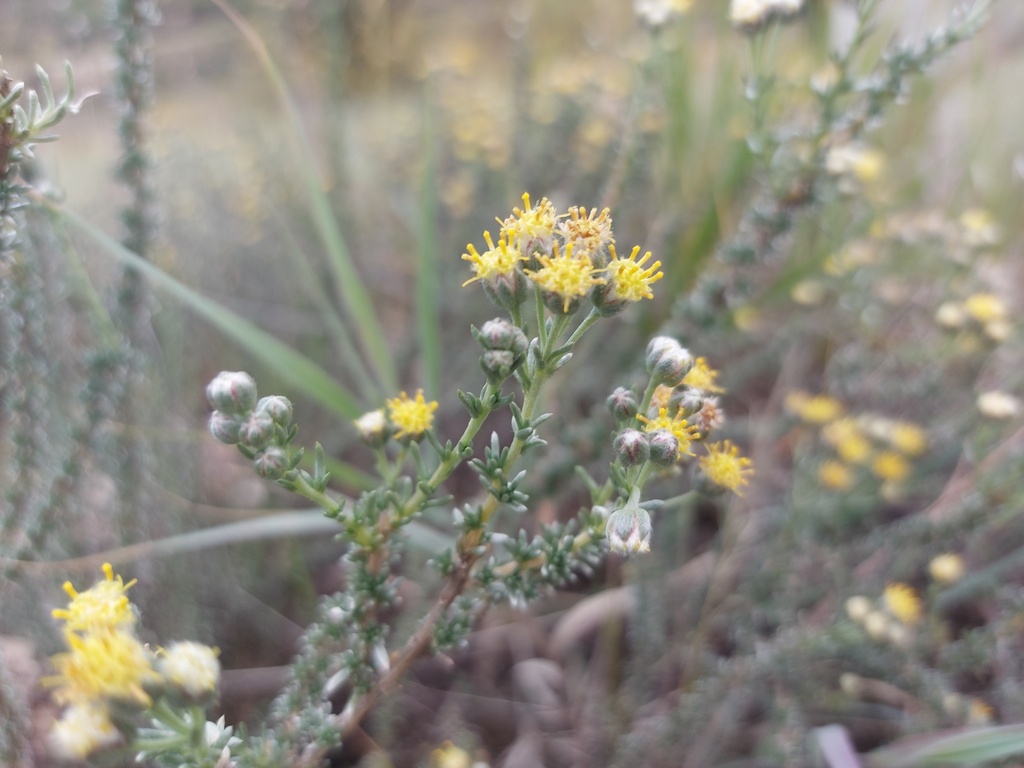 Desert Kapok