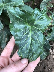 Arum italicum