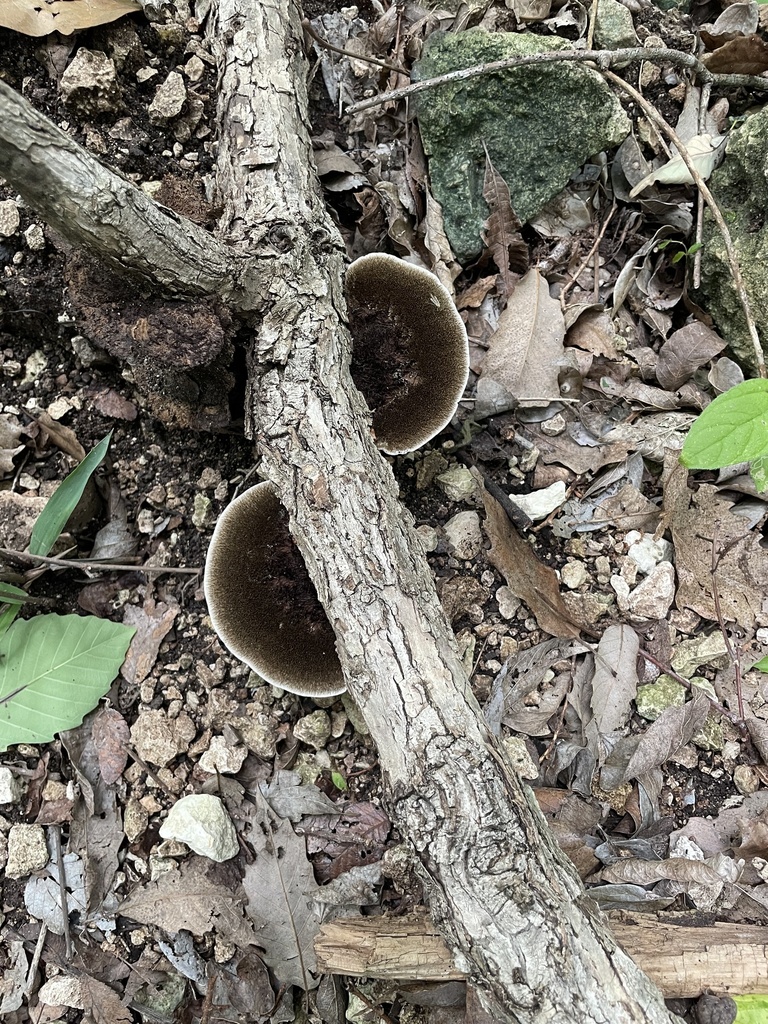 Hexagonia hydnoides · April 2026 · photo: © lanechaffin (iNaturalist, cc0)