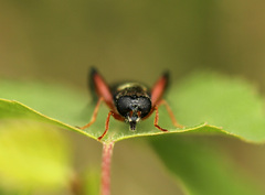 Xylotomima