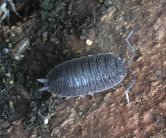 Porcellio scaber