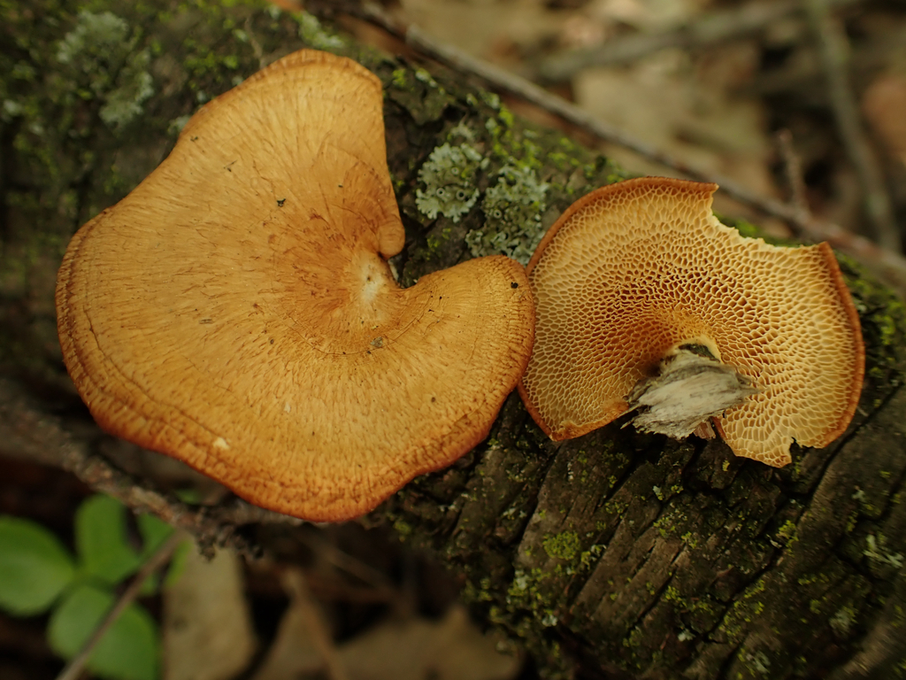 Neofavolus alveolaris · April 2026 · photo: © reago (iNaturalist, cc-by)