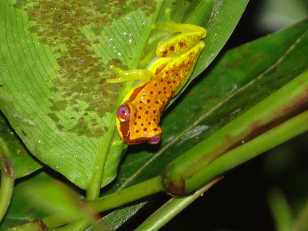 Red-skirted Tree Frog from Tambopata Reserve Peru on February 7, 2013 ...