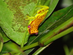 Dendropsophus rhodopeplus
