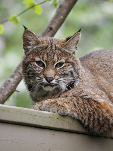 Bobcat photographed in Washington