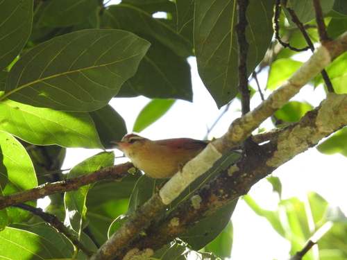 Pallid Spinetail