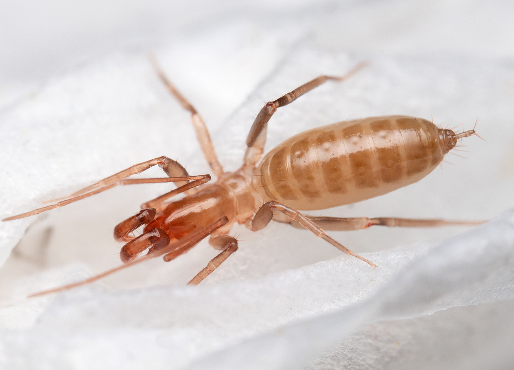 Shorttailed Whipscorpions