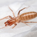 Shorttailed Whipscorpions - Photo (c) Marshal Hedin, some rights reserved (CC BY-NC-SA), uploaded by Marshal Hedin