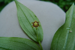 Streptopus streptopoides