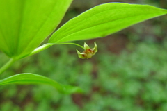 Streptopus streptopoides