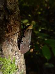 Penthicodes atomaria