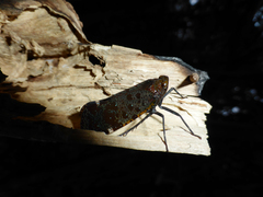 Penthicodes variegatus