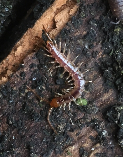 Lithobius melanops