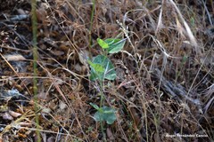 Aristolochia paucinervis