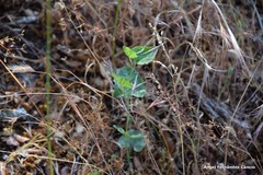 Aristolochia paucinervis
