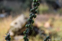 Asphodelus macrocarpus