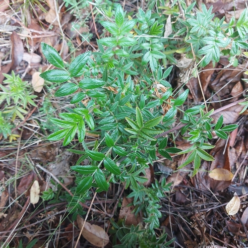 Acaena argentea