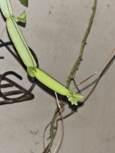 Adamant creeper