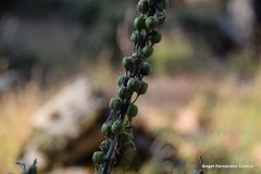 Asphodelus macrocarpus