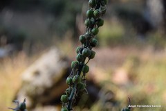 Asphodelus macrocarpus