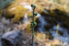 Asphodelus macrocarpus