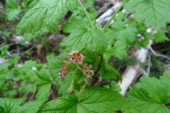 Ribes acerifolium