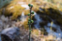 Asphodelus macrocarpus