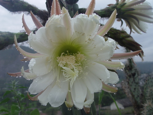 Trichocereus macrogonus