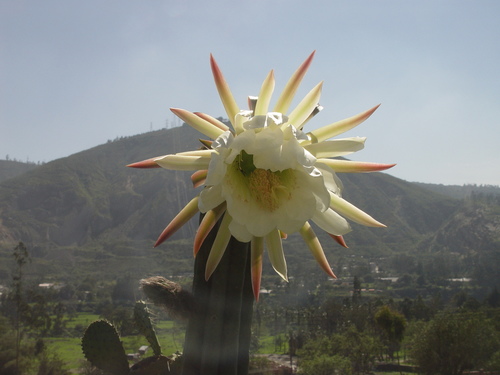Trichocereus macrogonus