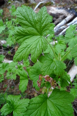 Ribes acerifolium