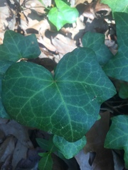 Hedera helix