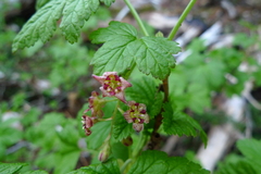 Ribes acerifolium
