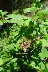 Ribes acerifolium