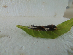 Heraclides torquatus