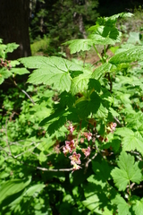 Ribes acerifolium