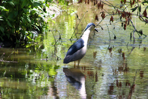 iNaturalist observation photo of Black-crowned Night Heron