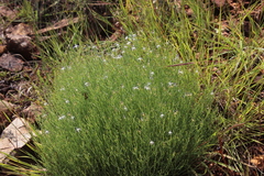 Wahlenbergia magaliesbergensis