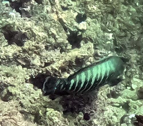 Cephalopholis panamensis