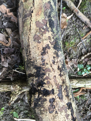 Biscogniauxia nummularia