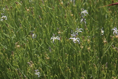 Wahlenbergia magaliesbergensis