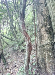 Metrosideros robusta