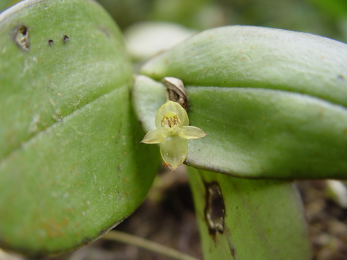 Pleurothallis epiglottis, photograph 2