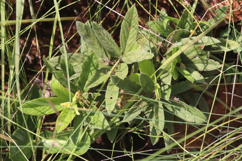 Image of Eriosema ellipticifolium by (c) Tony Rebelo, some rights reserved (CC BY-SA)