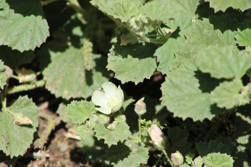 iNaturalist observation photo of alkali mallow