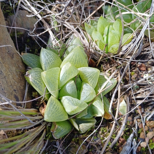 Haworthia turgida
