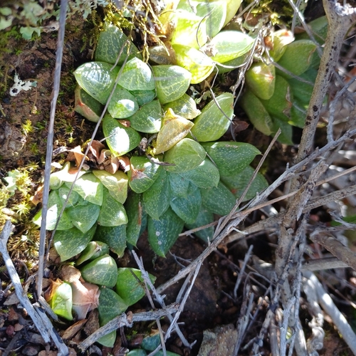 Haworthia turgida