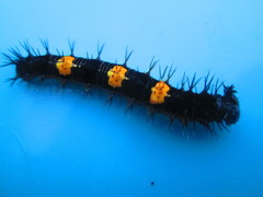 Historis acheronta