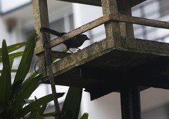 Pterorhinus mitratus