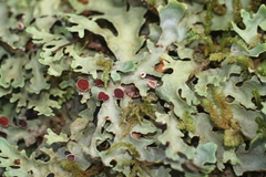Pseudocyphellaria homoeophylla