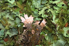 Pseudocyphellaria homoeophylla